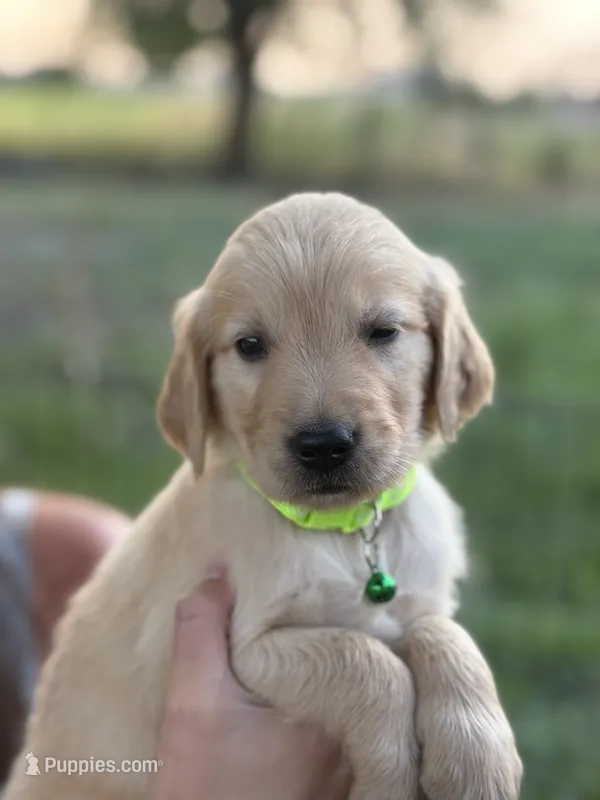 Joey – Golden Retriever puppy for sale in Delta, CO