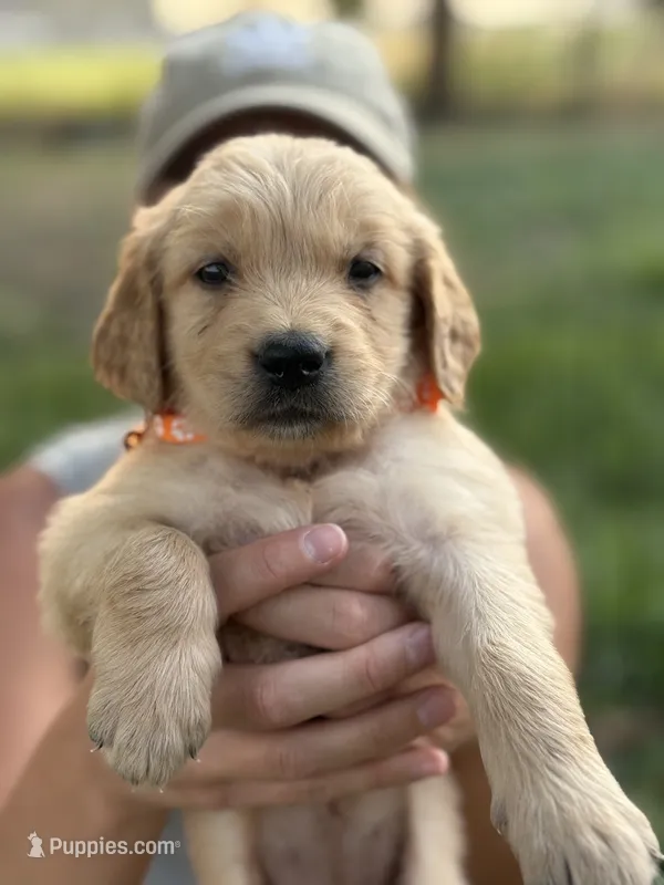 Sunny – Golden Retriever puppy for sale in Delta, CO