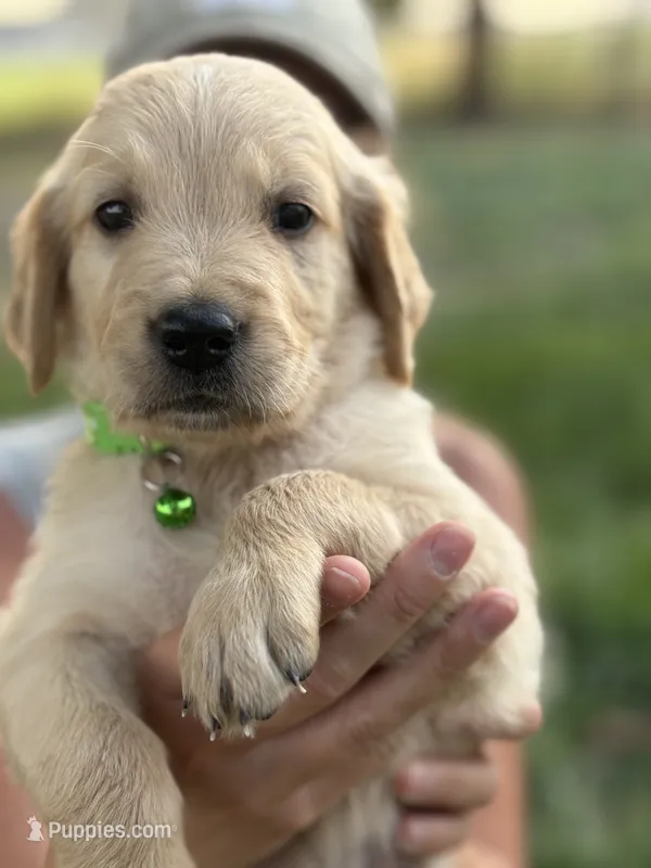 Billy – Golden Retriever puppy for sale in Delta, CO