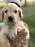 Billy, a male Golden Retriever for sale in Delta, CO – 1 of 1