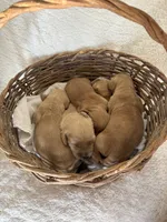 Hank, a male Golden Retriever for sale in Delta, CO – 2 of 2