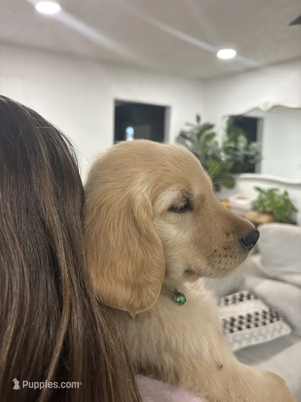 Joey – Golden Retriever puppy for sale in Delta, CO