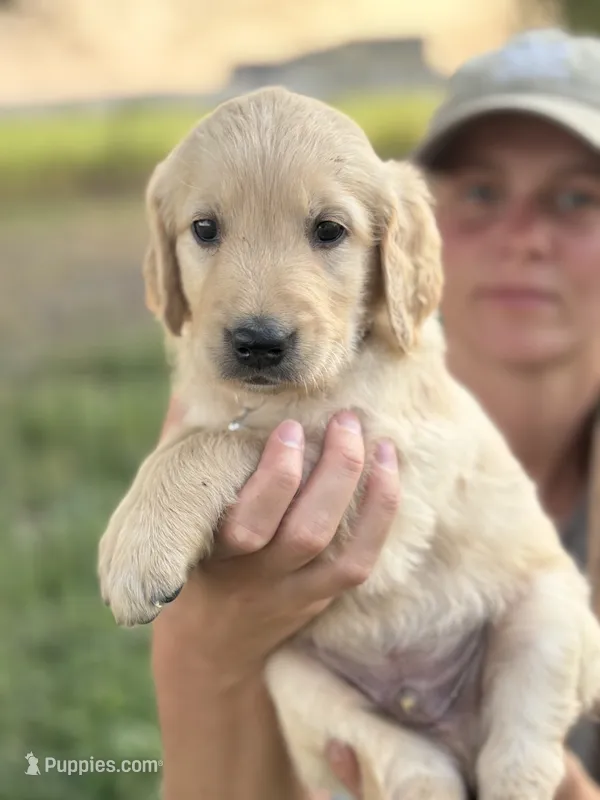 Bob – Golden Retriever puppy for sale in Delta, CO