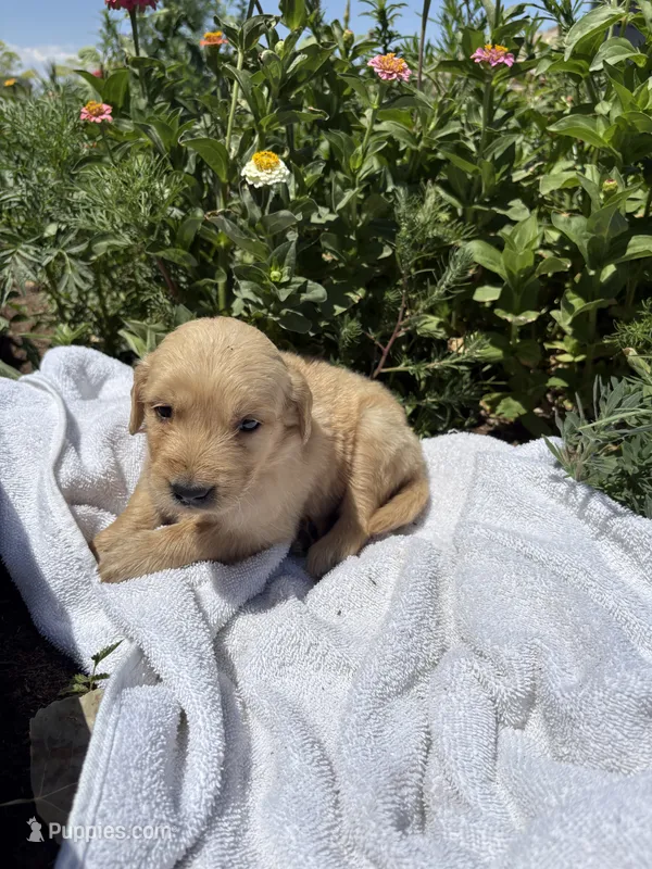 Echo – Golden Retriever puppy for sale in Delta, CO