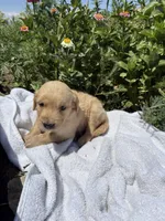 Echo, a female Golden Retriever for sale in Delta, CO – 1 of 1