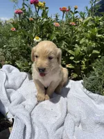 Billy, a male Golden Retriever for sale in Delta, CO – 1 of 1