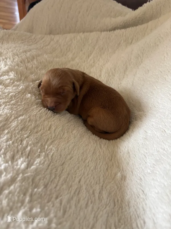 Benji – Golden Retriever puppy for sale in Delta, CO