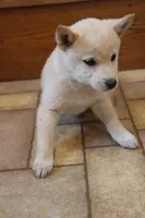 Sophie, a female Shiba Inu for sale in Charles City, IA – 3 of 6