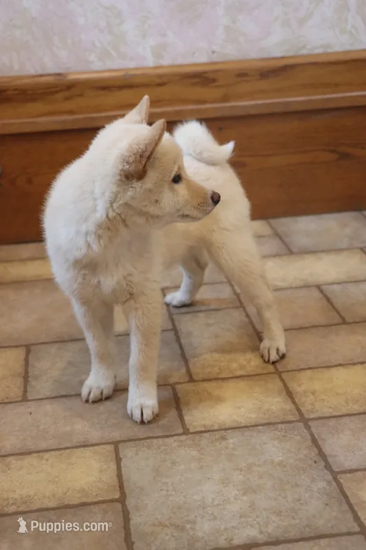 Sasha – Shiba Inu puppy for sale in Charles City, IA