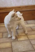 Sasha, a female Shiba Inu for sale in Charles City, IA – 1 of 7