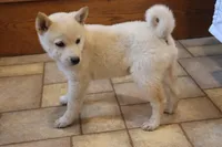 Sophie, a female Shiba Inu for sale in Charles City, IA – 1 of 6