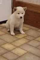 Sarge, a male Shiba Inu for sale in Charles City, IA – 3 of 7