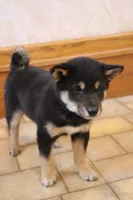 Sashi, a male Shiba Inu for sale in Charles City, IA – 3 of 5