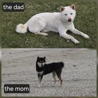 Reggie, a male Shiba Inu for sale in Charles City, IA – Photo 8 of 8