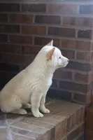 Reggie, a male Shiba Inu for sale in Charles City, IA – Photo 6 of 8