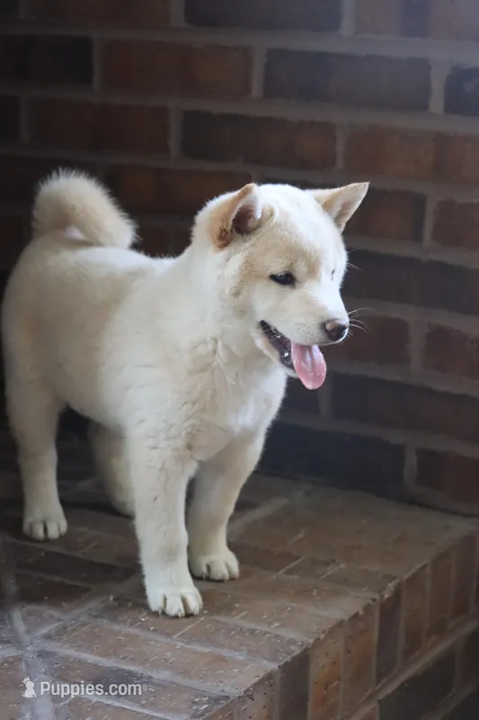 Reggie – Shiba Inu puppy for sale in Charles City, IA