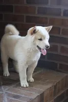 Reggie, a male Shiba Inu for sale in Charles City, IA – Photo 1 of 8