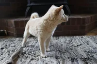 Reggie, a male Shiba Inu for sale in Charles City, IA – Photo 2 of 8