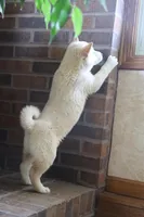 Reggie, a male Shiba Inu for sale in Charles City, IA – Photo 4 of 8