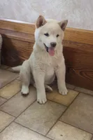 Reggie, a male Shiba Inu for sale in Charles City, IA – Photo 7 of 8