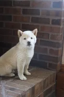 Reggie, a male Shiba Inu for sale in Charles City, IA – Photo 3 of 8