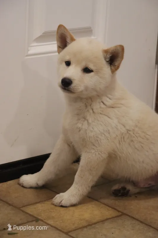 Sarge – Shiba Inu puppy for sale in Charles City, IA