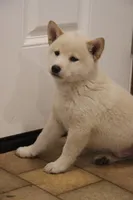 Sarge, a male Shiba Inu for sale in Charles City, IA – 1 of 7