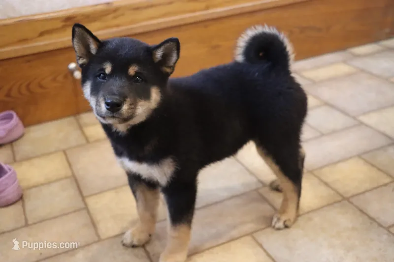 Sashi – Shiba Inu puppy for sale in Charles City, IA