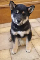 Sashi, a male Shiba Inu for sale in Charles City, IA – 2 of 5