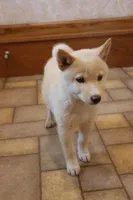 Sasha, a female Shiba Inu for sale in Charles City, IA – 6 of 7
