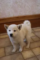 Sarge, a male Shiba Inu for sale in Charles City, IA – 6 of 7