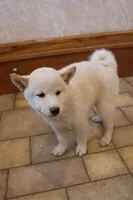 Sarge, a male Shiba Inu for sale in Charles City, IA – 7 of 7
