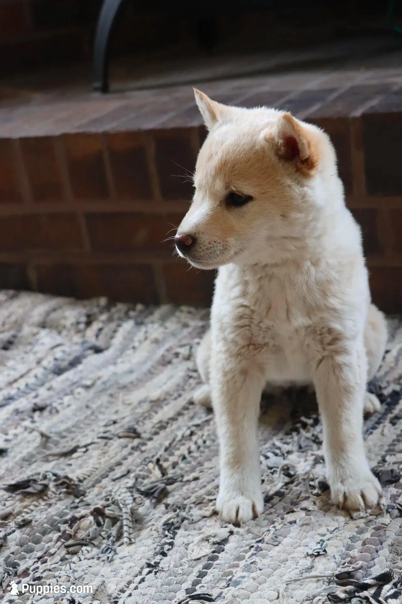 Rayna, a female Shiba Inu for sale in Charles City, IA – Photo 2 of 9