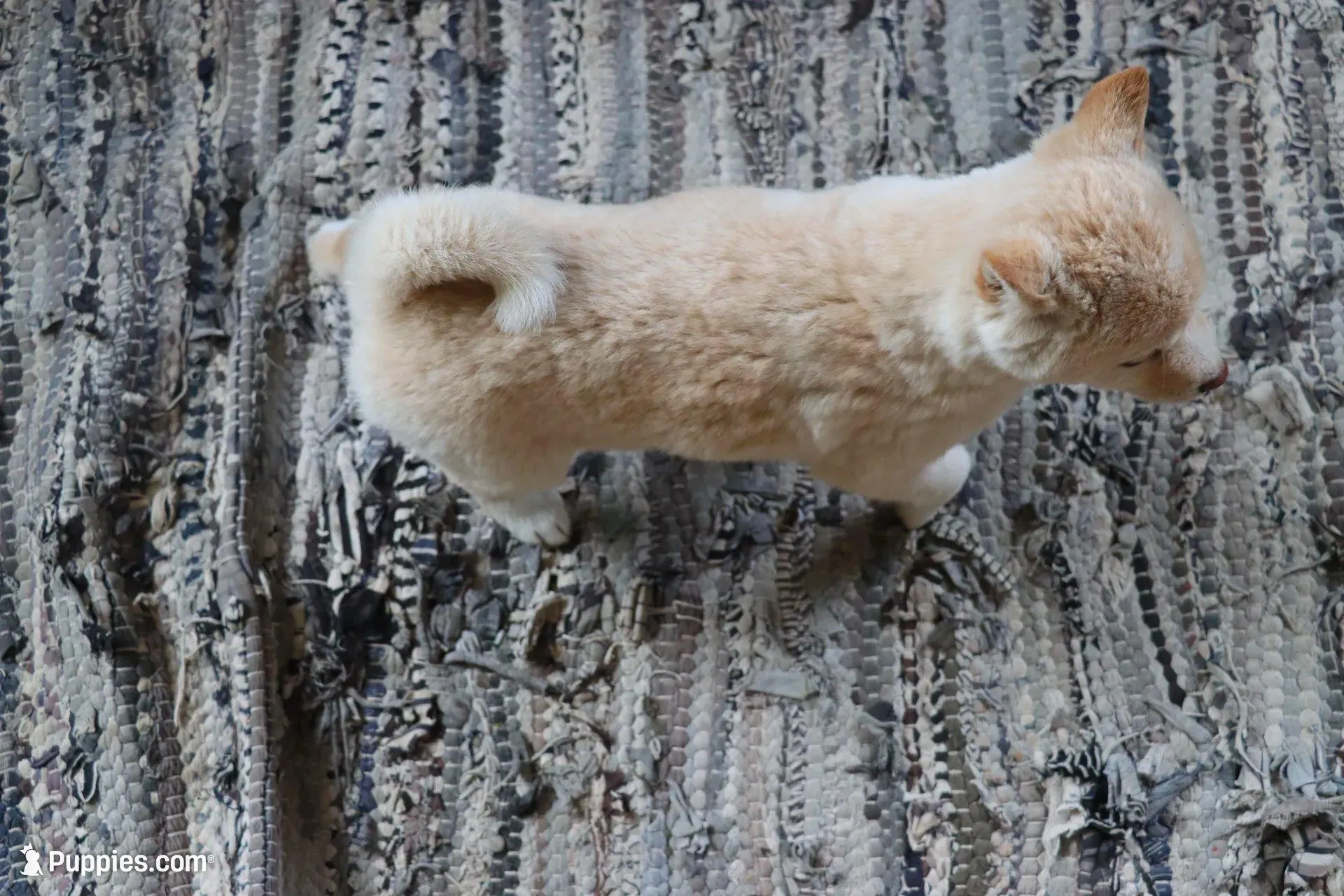 Rayna, a female Shiba Inu for sale in Charles City, IA – Photo 8 of 9