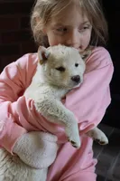 Rayna, a female Shiba Inu for sale in Charles City, IA – Photo 4 of 9