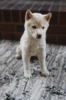 Rayna, a female Shiba Inu for sale in Charles City, IA – Photo 6 of 9