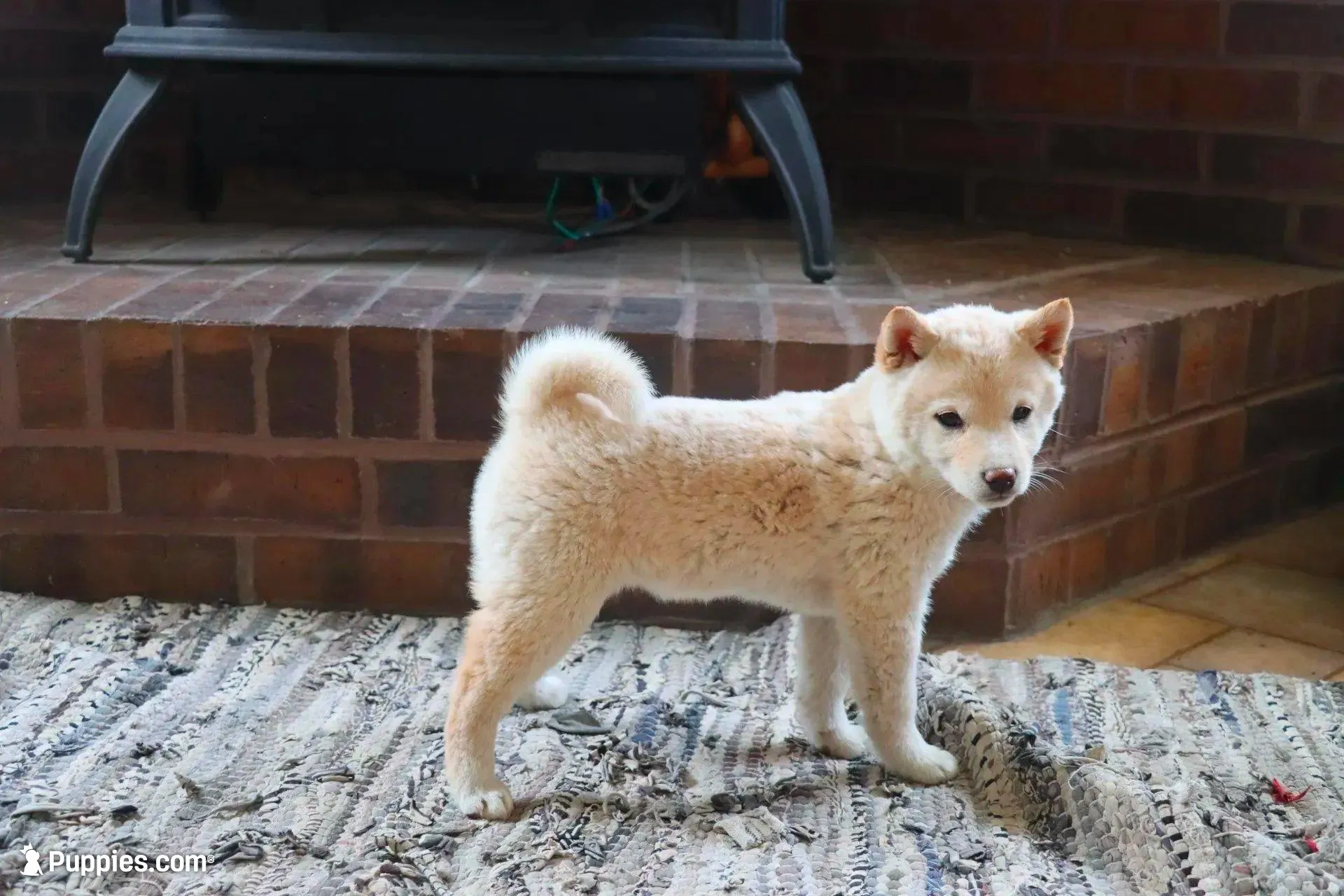 Rayna – Shiba Inu puppy for sale in Charles City, IA
