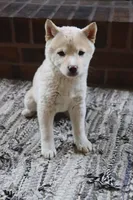 Rayna, a female Shiba Inu for sale in Charles City, IA – Photo 5 of 9