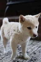 Rayna, a female Shiba Inu for sale in Charles City, IA – Photo 3 of 9