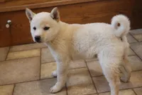 Sophie, a female Shiba Inu for sale in Charles City, IA – 2 of 6