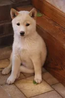 Sasha, a female Shiba Inu for sale in Charles City, IA – 5 of 7