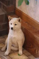 Sasha, a female Shiba Inu for sale in Charles City, IA – 7 of 7