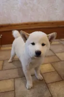 Sarge, a male Shiba Inu for sale in Charles City, IA – 4 of 7