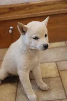 Sophie, a female Shiba Inu for sale in Charles City, IA – 6 of 6