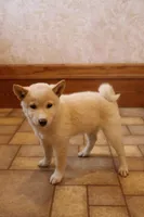 Sasha, a female Shiba Inu for sale in Charles City, IA – 2 of 7