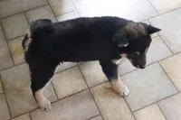 Rex, a male Shiba Inu for sale in Charles City, IA – Photo 5 of 9