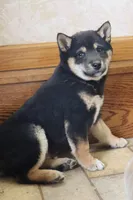 Rex, a male Shiba Inu for sale in Charles City, IA – Photo 6 of 9