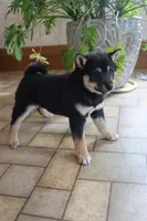 Rex, a male Shiba Inu for sale in Charles City, IA – Photo 7 of 9