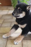 Rex, a male Shiba Inu for sale in Charles City, IA – Photo 8 of 9