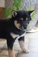 Rex, a male Shiba Inu for sale in Charles City, IA – Photo 2 of 9